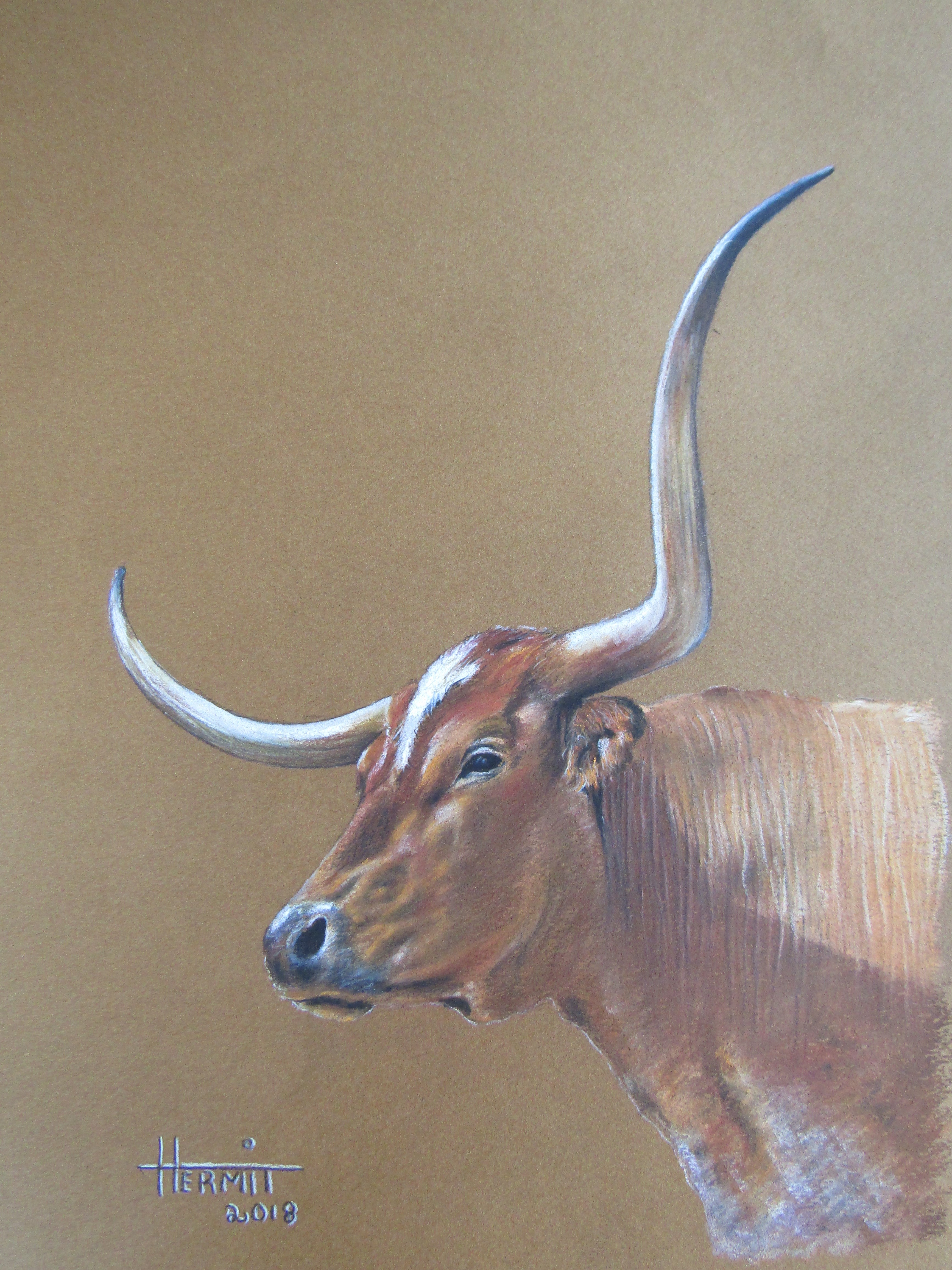 Nguni Cow