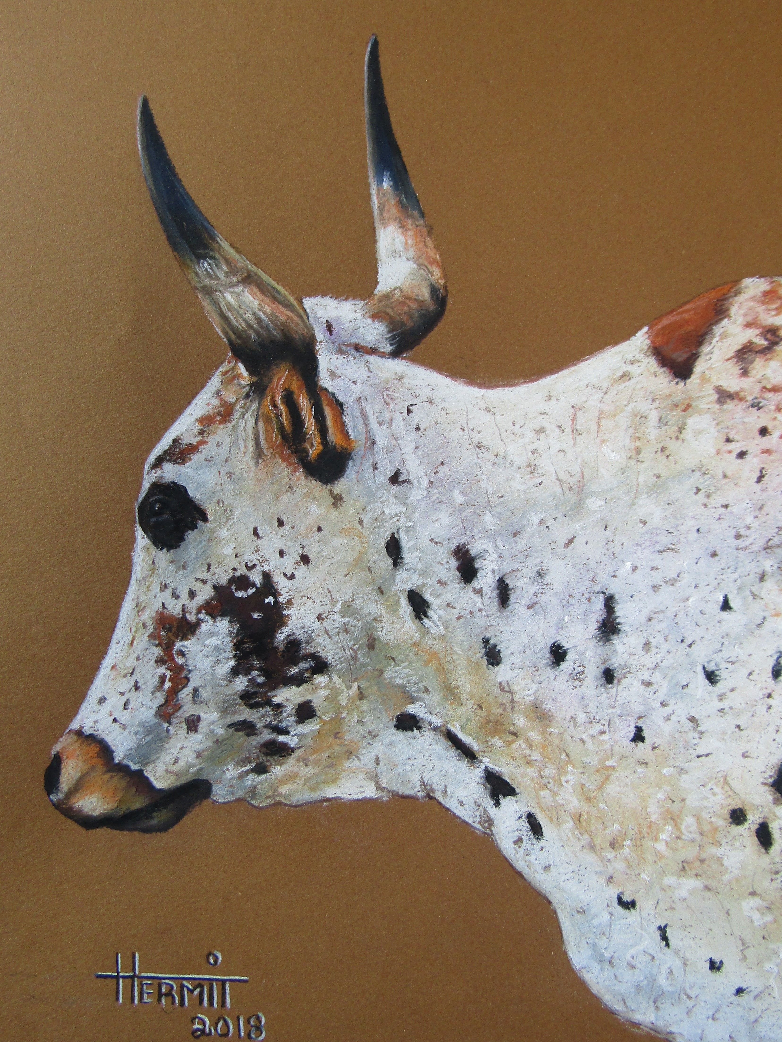 Nguni Cow 1